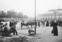 Foire aux bestiaux devant la halle aux grains en 1900 (AM Blois, 11 Fi 1)