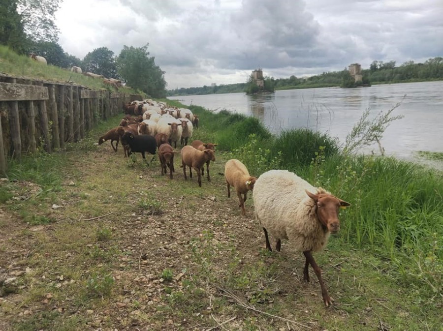 Les troupeaux au Lac de Loire, 2019  Agglopolys