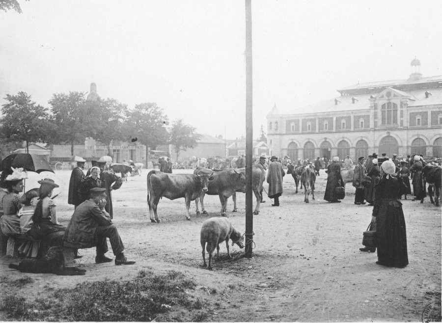 Foire aux bestiaux devant la halle aux grains en 1900 (AM Blois, 11 Fi 1)