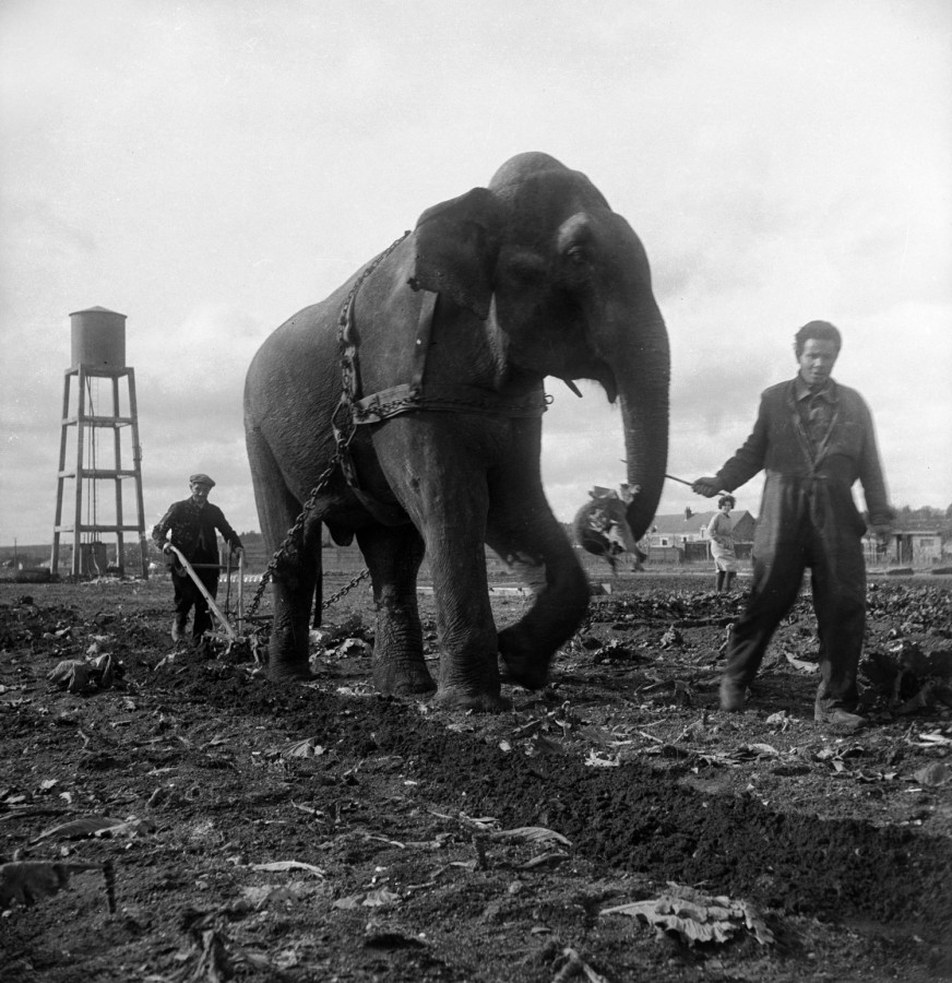 Éléphant au travail des champs 