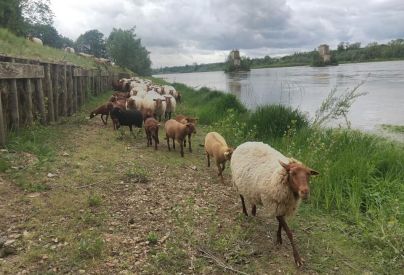Les troupeaux au Lac de Loire, 2019 © Agglopolys